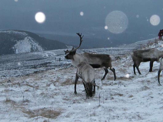 2013_09_Reindeer