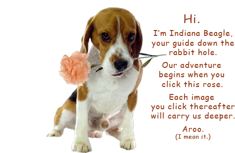 2013_27_Beagle_PinkRose_Rabbit_Hole