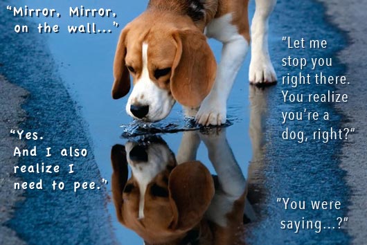 2013_47_MirrorMirror_Beagle