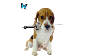 2014_19_Beagle_Butterfly