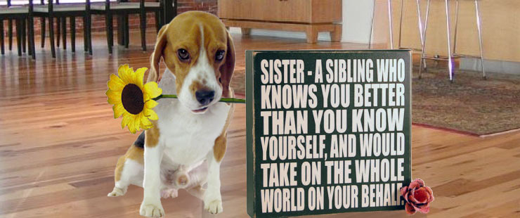 2014_69_Sister_Beagle4