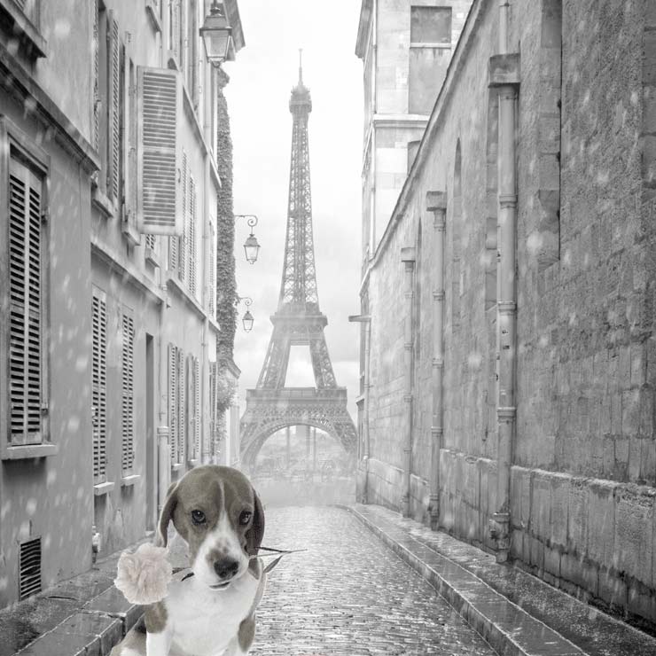 2015_11_Beagle_Paris_740