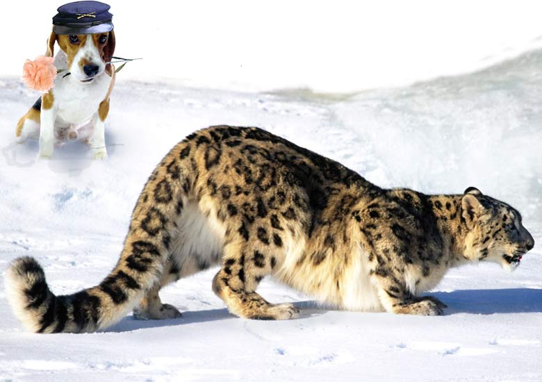 2015_40_BeagleSnowLeopard780